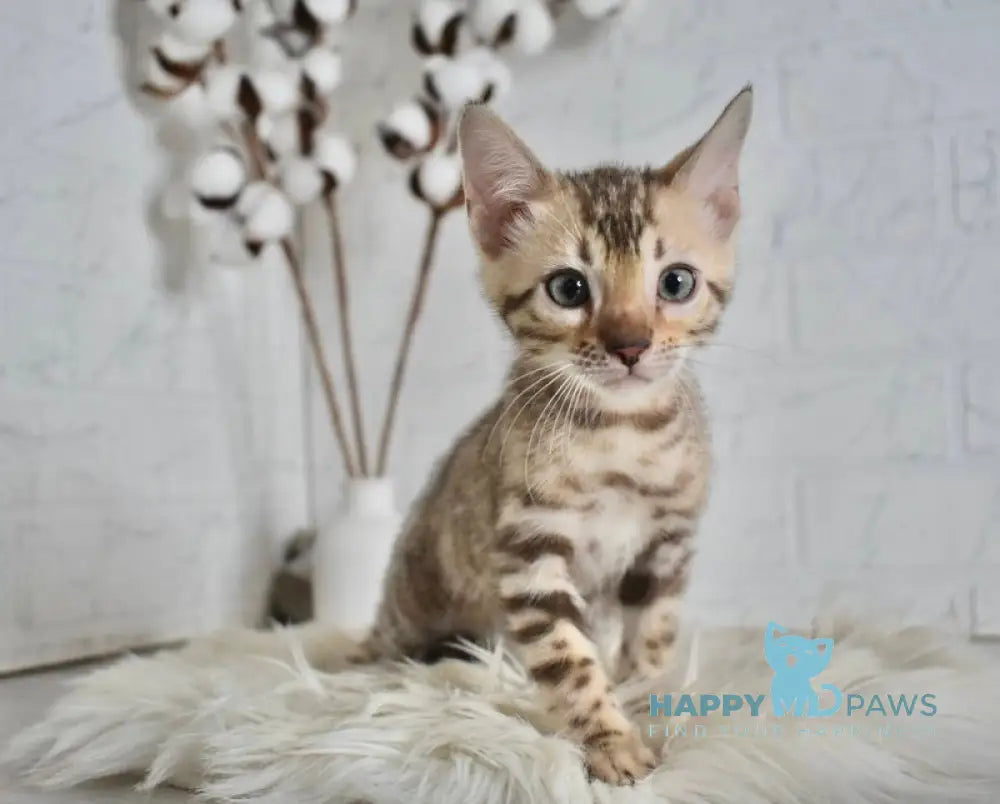 Lelik Bengal male snow mink live animals