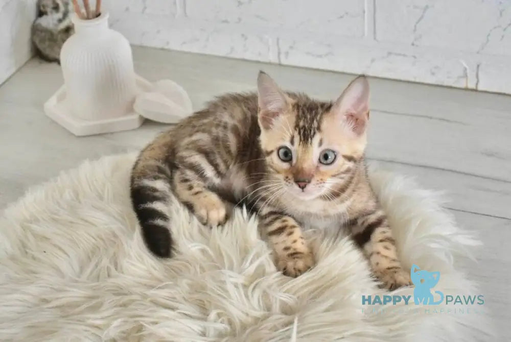 Lelik Bengal male snow mink live animals