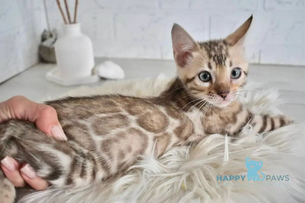 Lelik Bengal male snow mink live animals