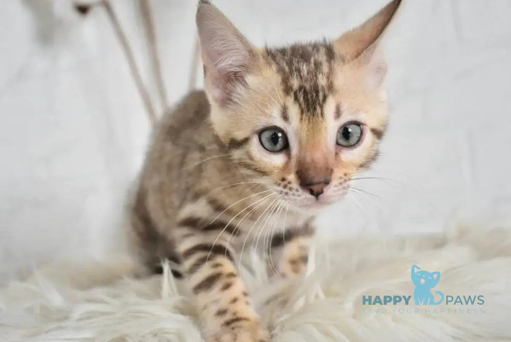 Lelik Bengal male snow mink live animals