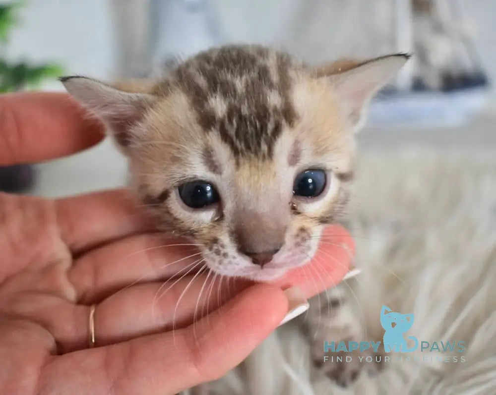 Lelik Bengal male burmese pointed live animals