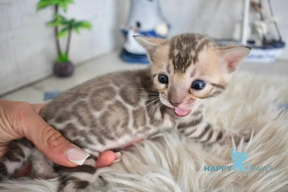Lelik Bengal male burmese pointed live animals