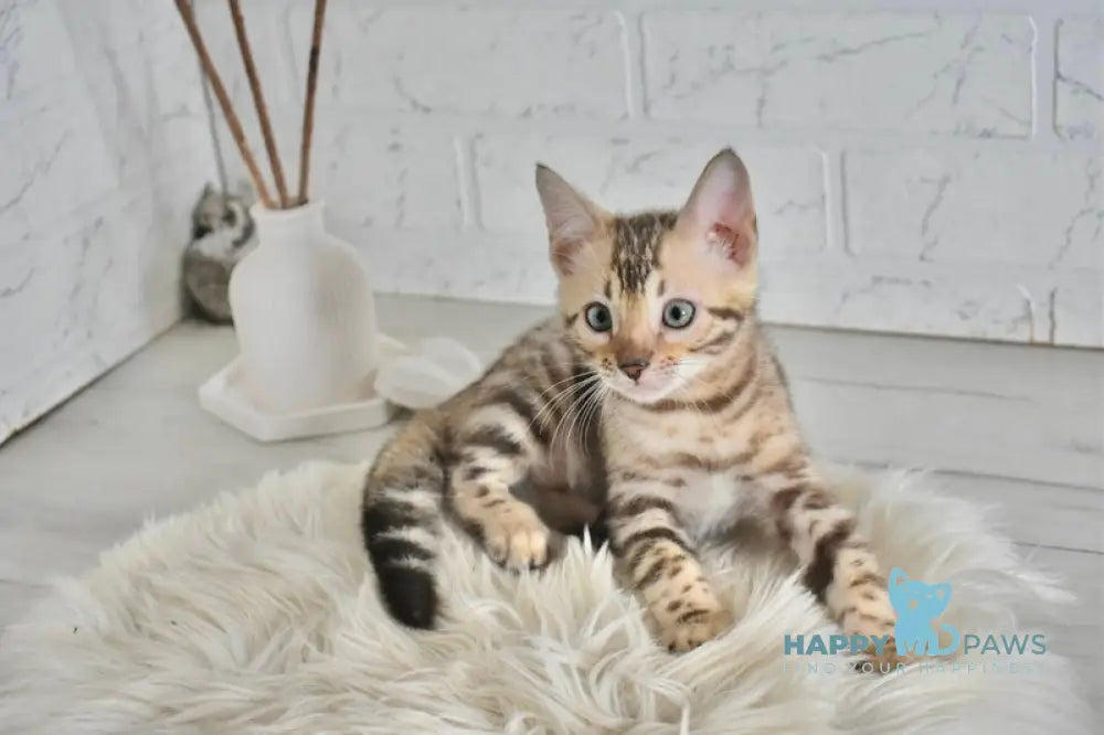 Lelik Bengal male snow mink live animals