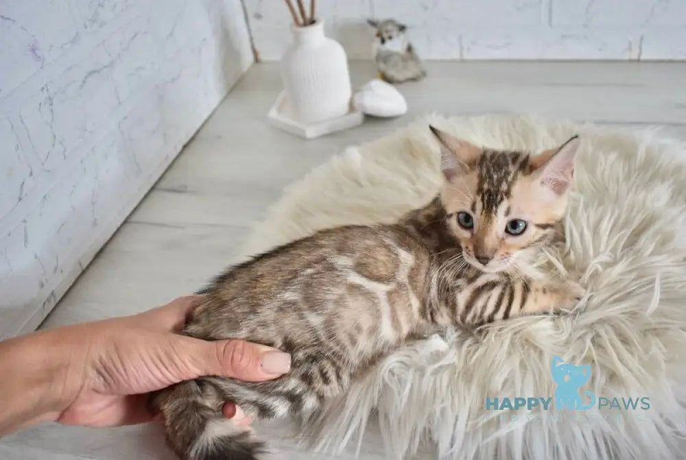 Lelik Bengal male snow mink live animals