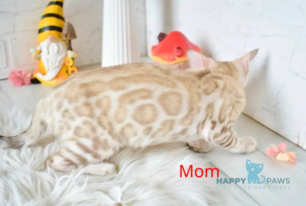Lelik Bengal male burmese pointed live animals