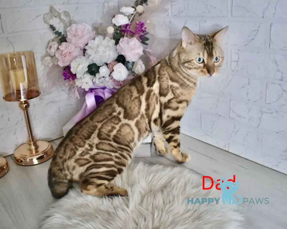 Lelik Bengal male burmese pointed live animals