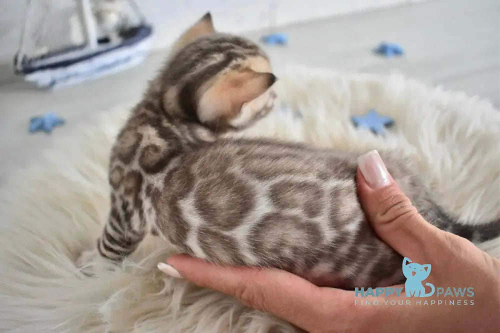 Lelik Bengal male burmese pointed live animals