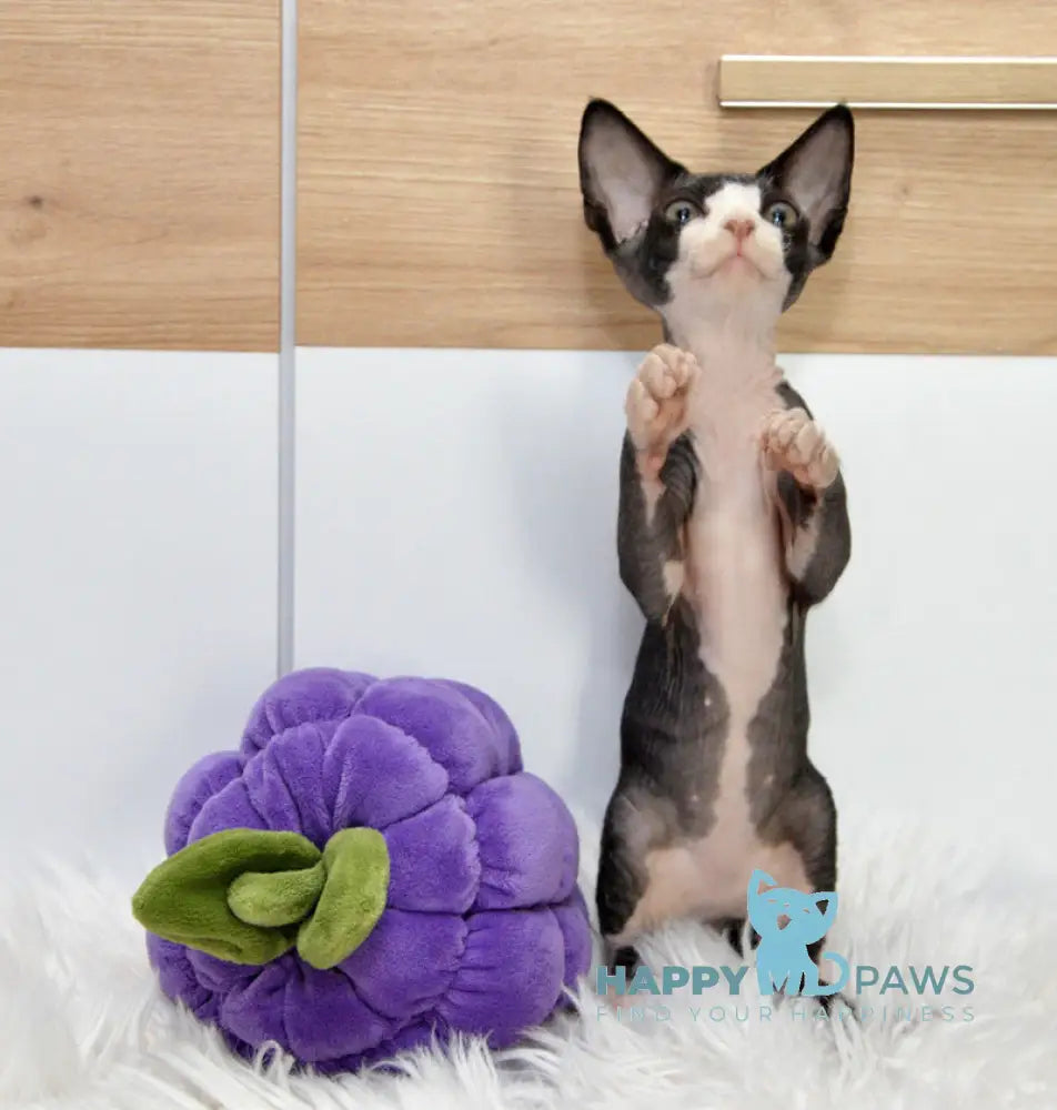 Lelik Devon Rex male black bicolour live animals