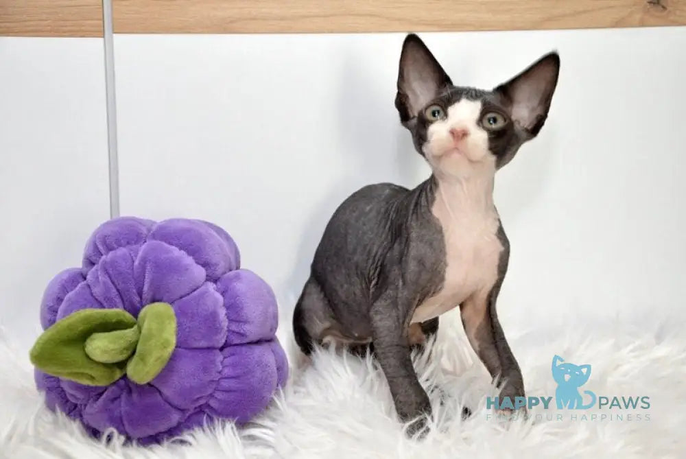 Lelik Devon Rex male black bicolour live animals