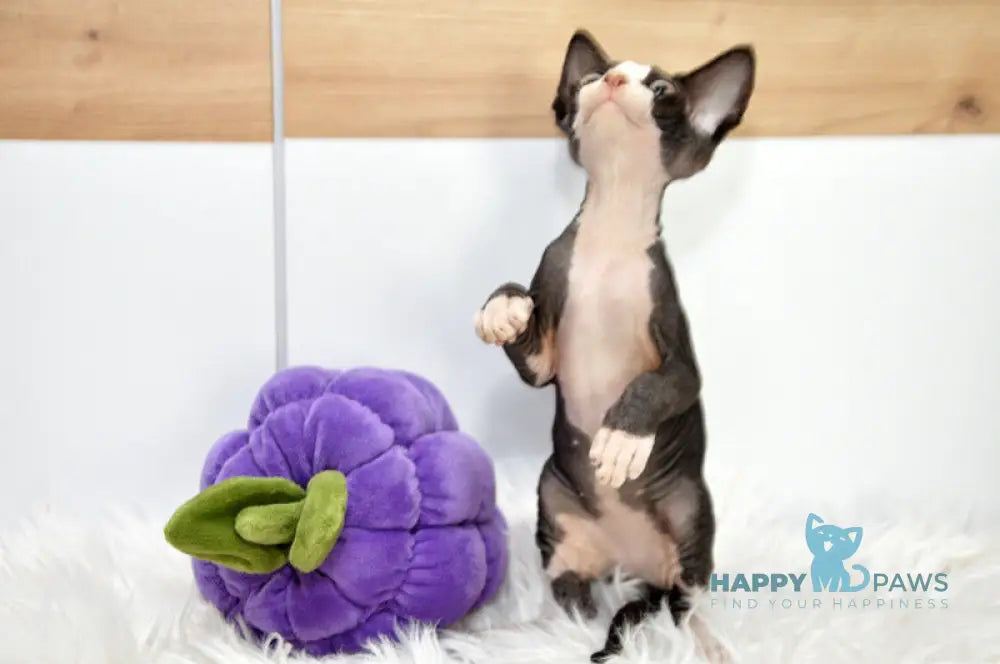 Lelik Devon Rex male black bicolour live animals