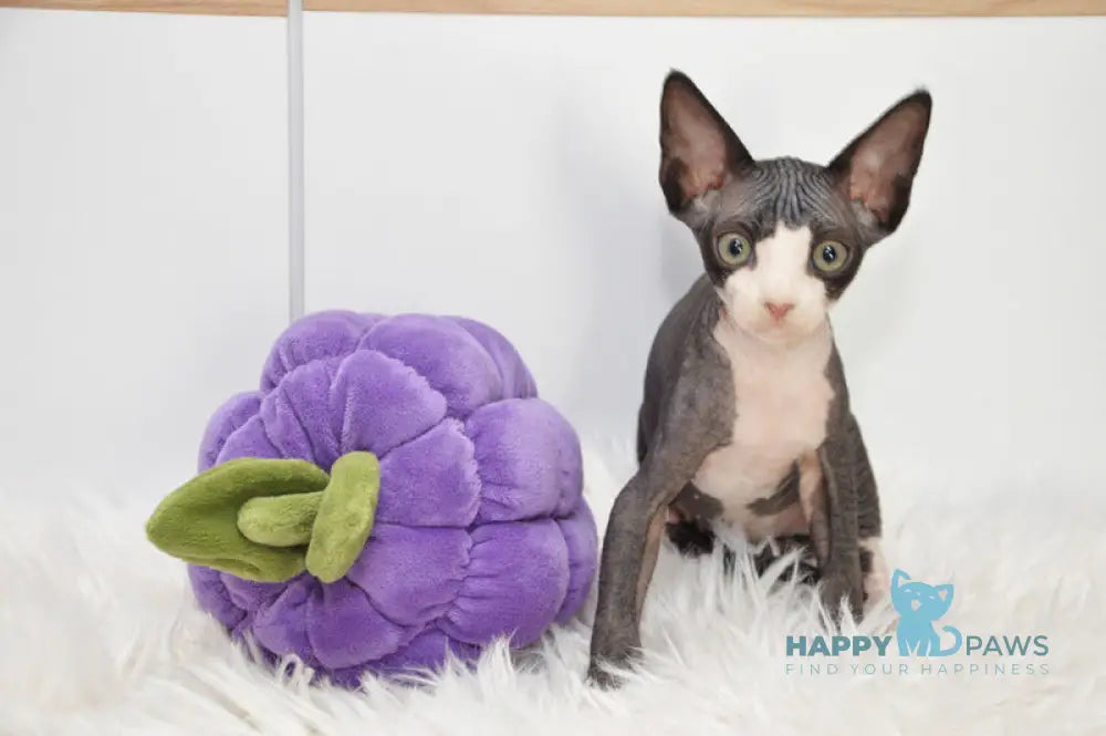 Lelik Devon Rex male black bicolour live animals