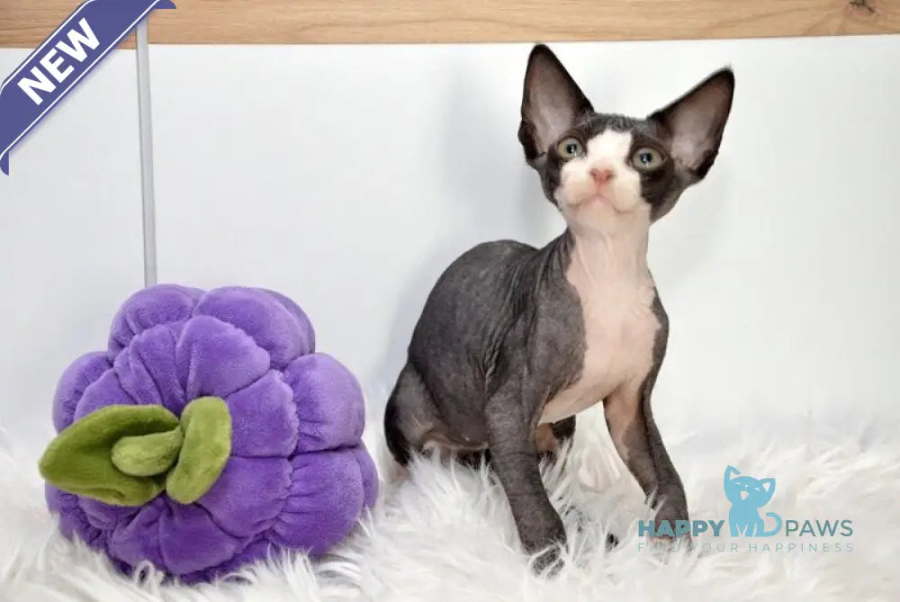 Lelik Devon Rex male black bicolour live animals