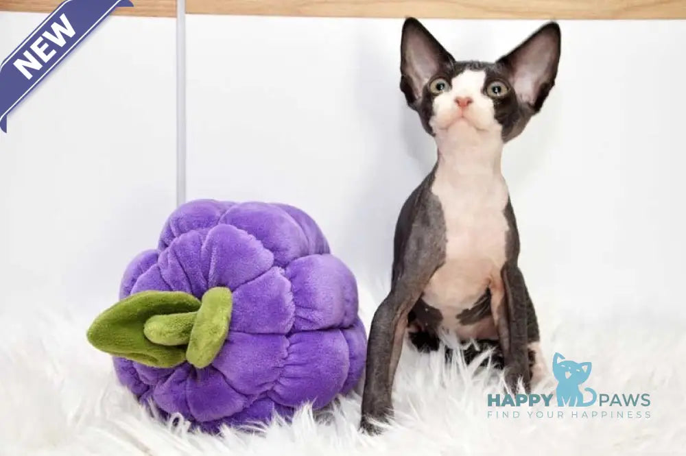 Lelik Devon Rex male black bicolour live animals