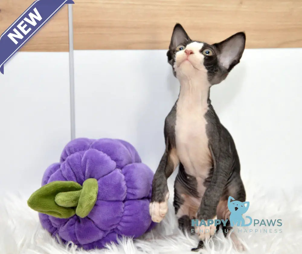 Lelik Devon Rex male black bicolour live animals