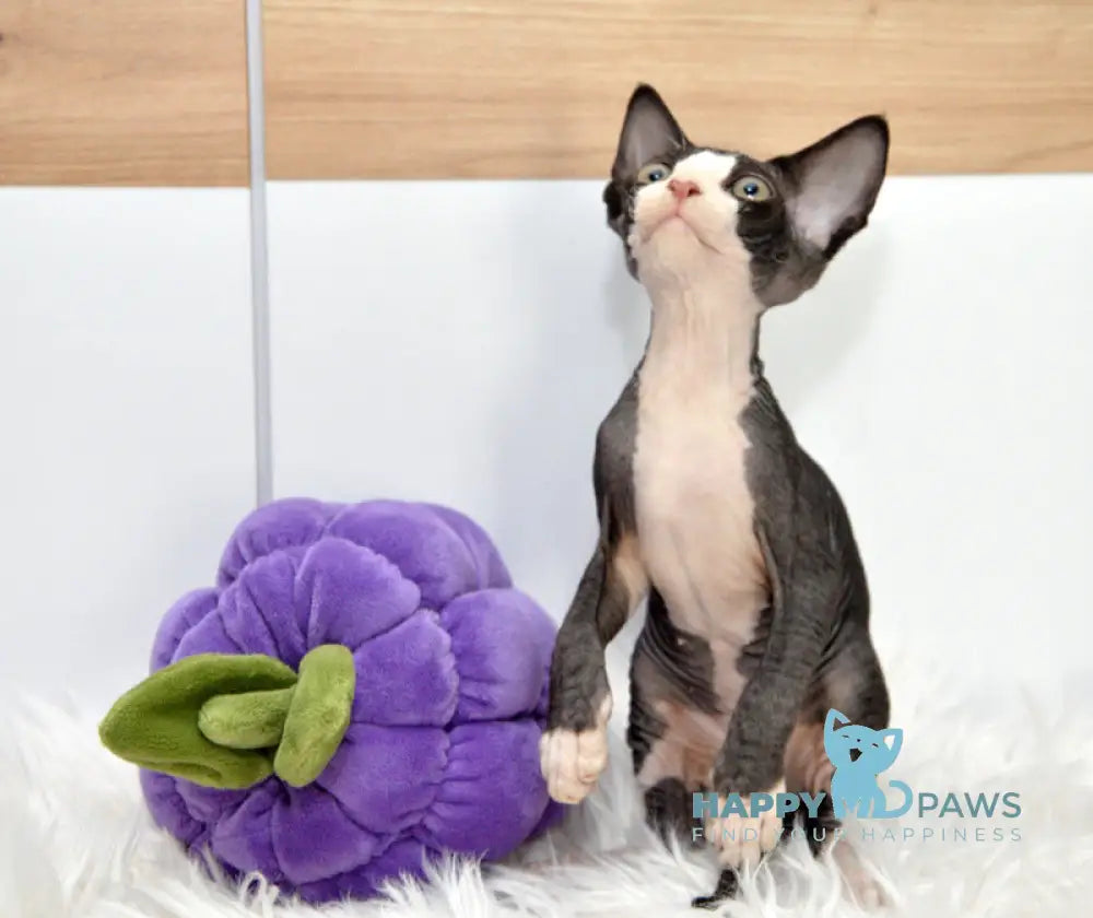 Lelik Devon Rex male black bicolour live animals