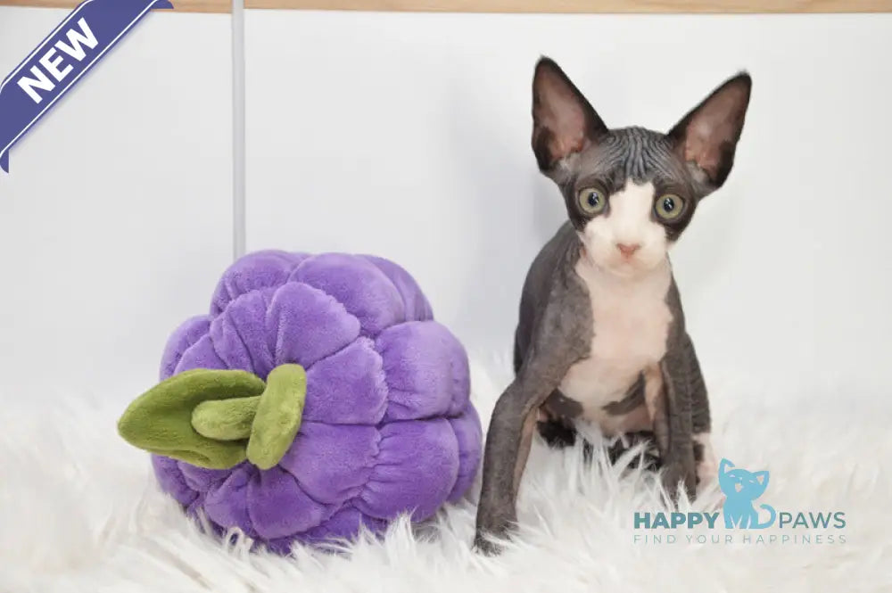 Lelik Devon Rex male black bicolour live animals