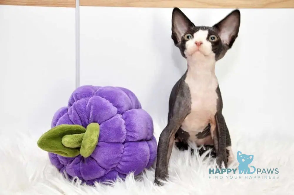 Lelik Devon Rex male black bicolour live animals