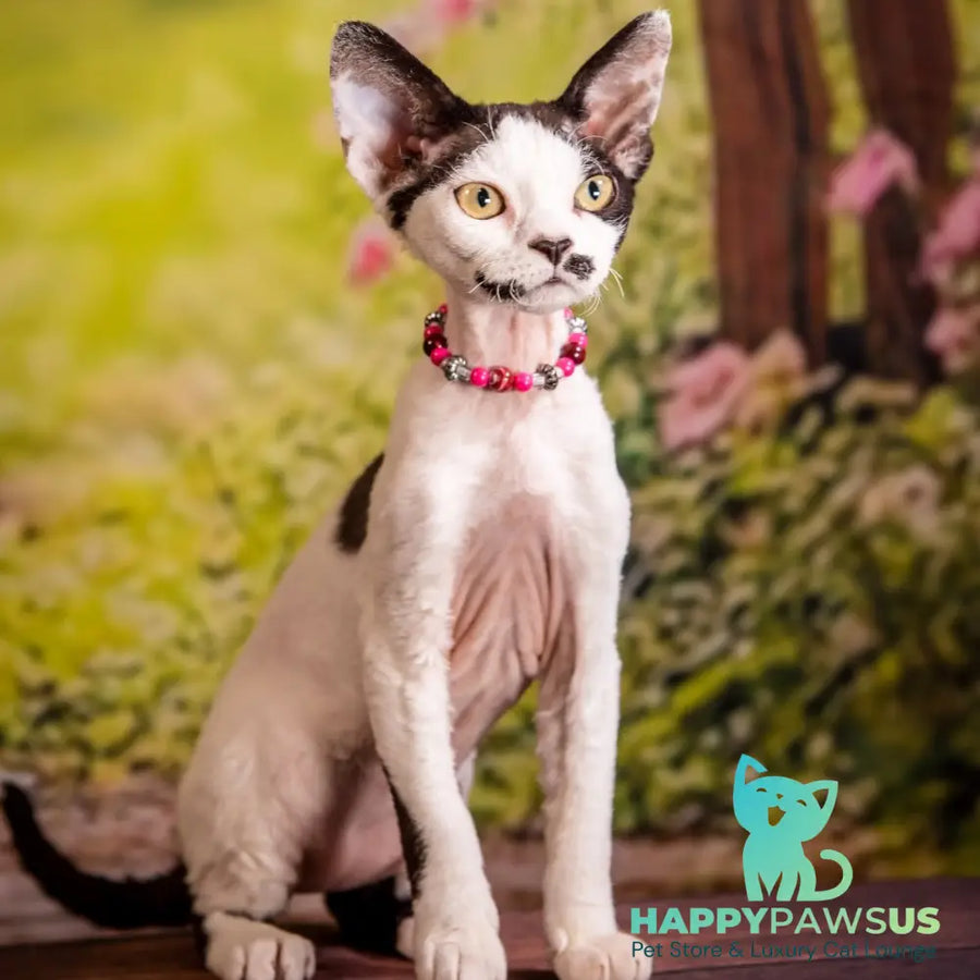 Lelya Devon Rex female black harlequin - live animals