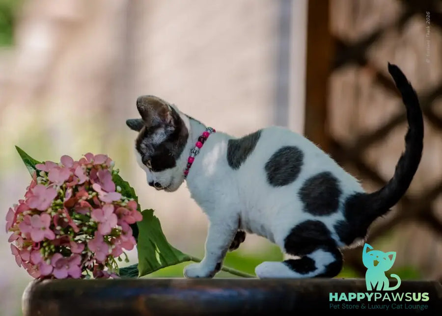 Lelya Devon Rex female black harlequin - live animals