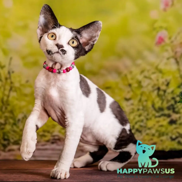 Lelya Devon Rex female black harlequin - live animals