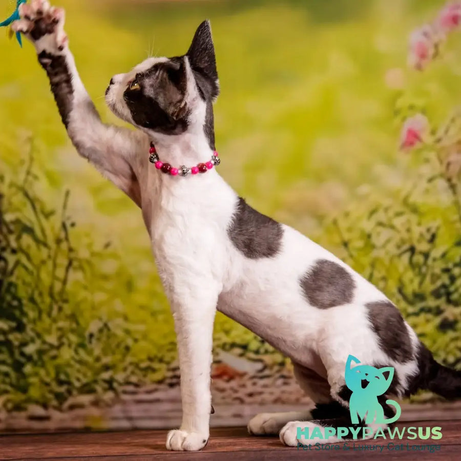 Lelya Devon Rex female black harlequin - live animals