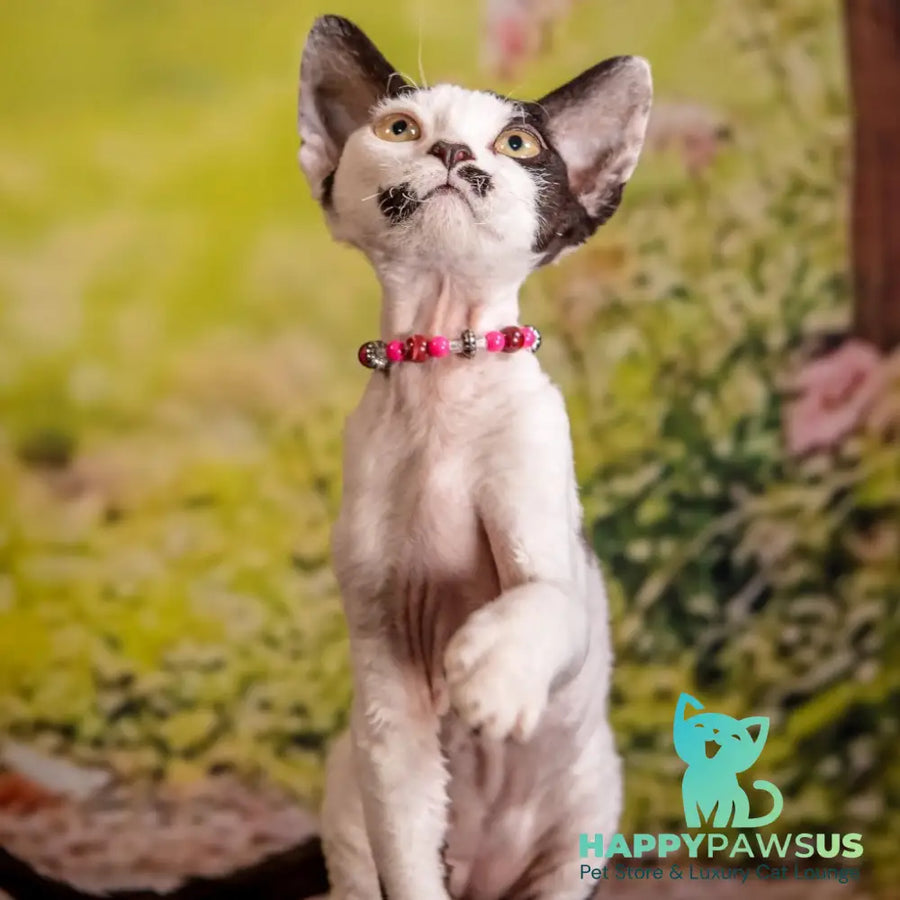 Lelya Devon Rex female black harlequin - live animals