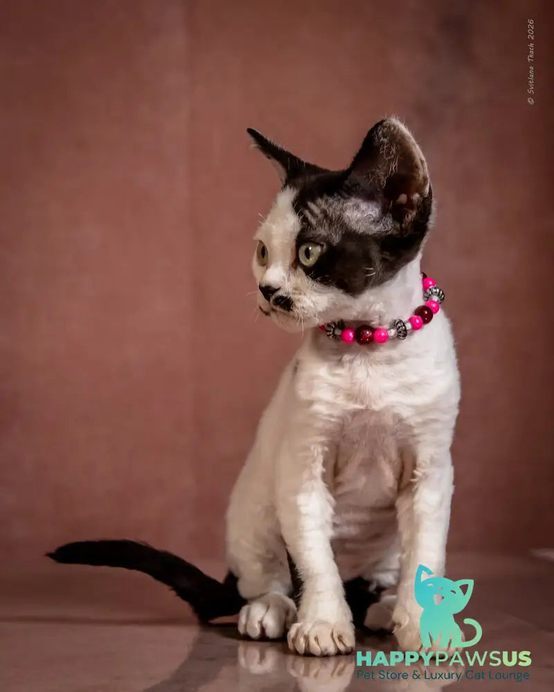 Lelya Devon Rex female black harlequin - live animals