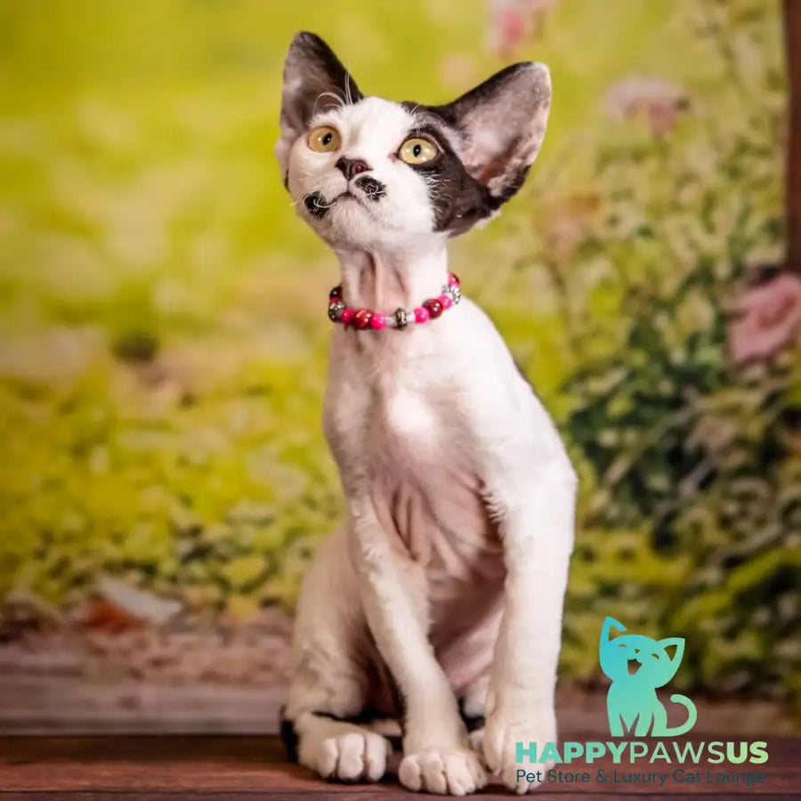 Lelya Devon Rex female black harlequin - live animals