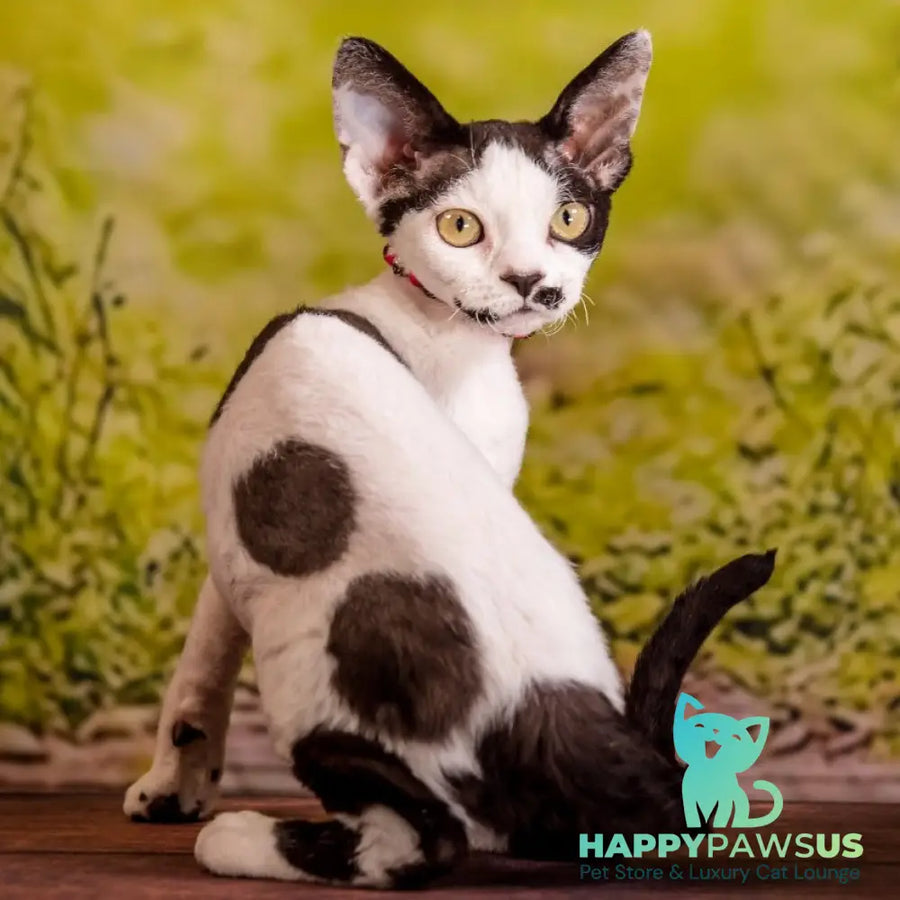 Lelya Devon Rex female black harlequin - live animals