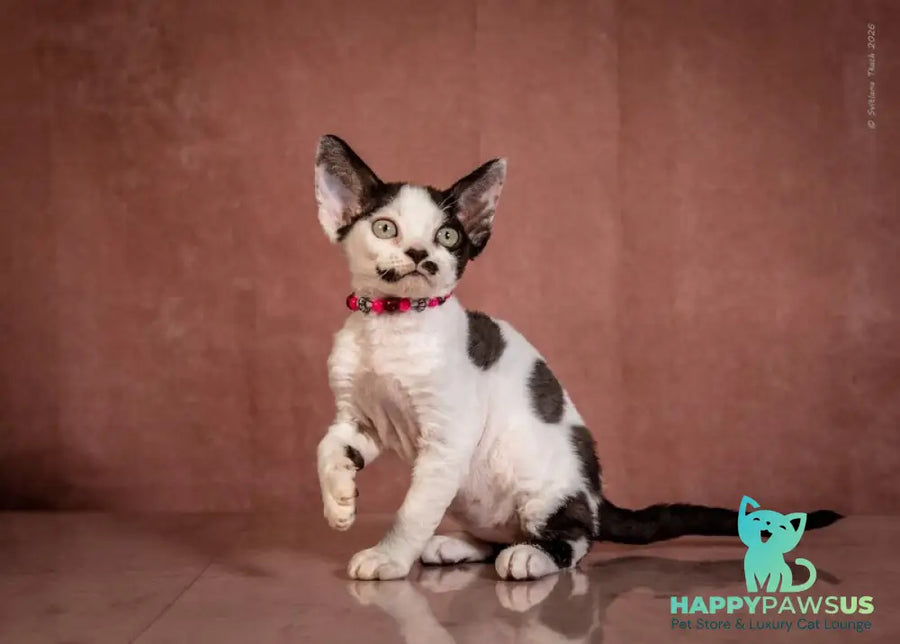 Lelya Devon Rex female black harlequin - live animals
