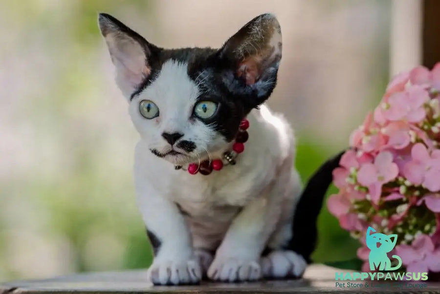 Lelya Devon Rex female black harlequin - live animals