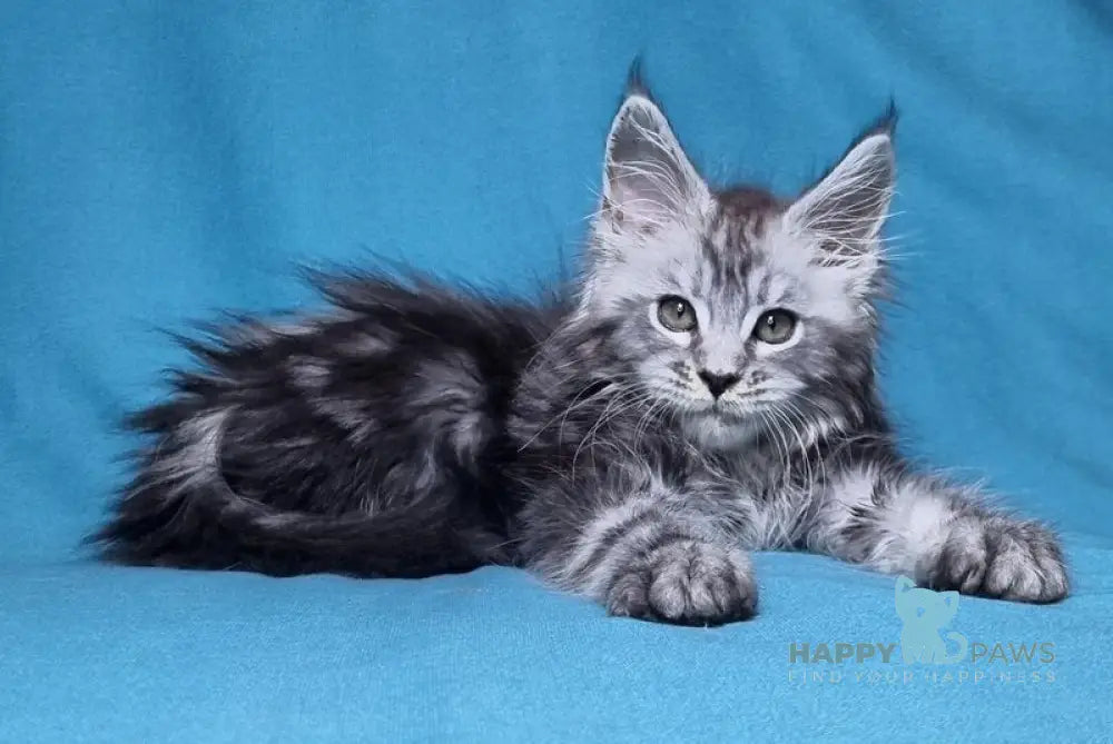 Lena Maine Coon female black silver tabby live animals