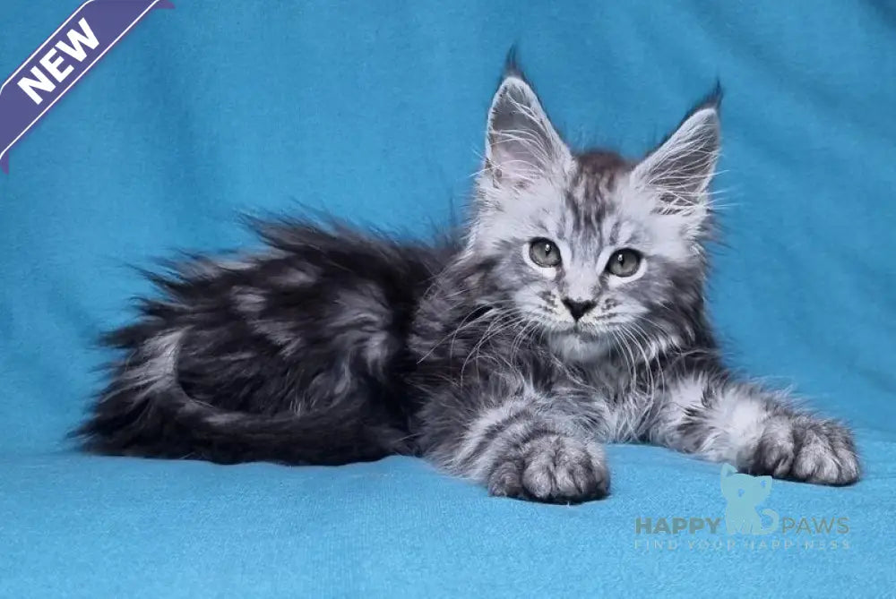 Lena Maine Coon female black silver tabby live animals