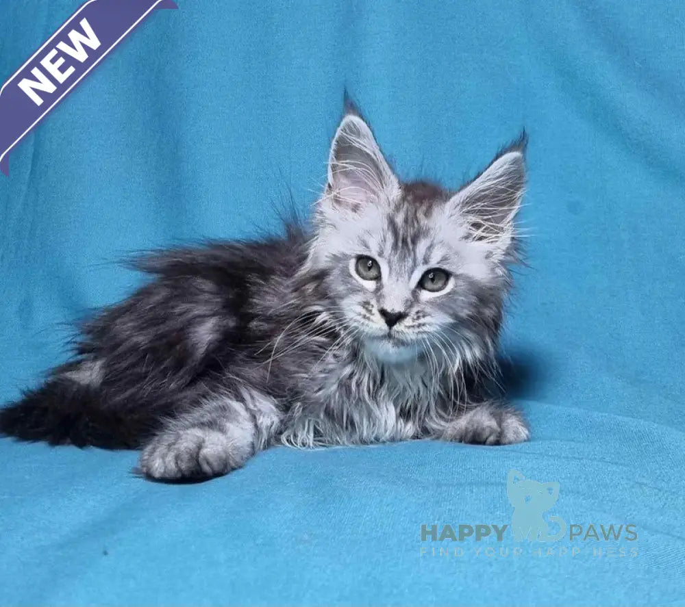 Lena Maine Coon female black silver tabby live animals