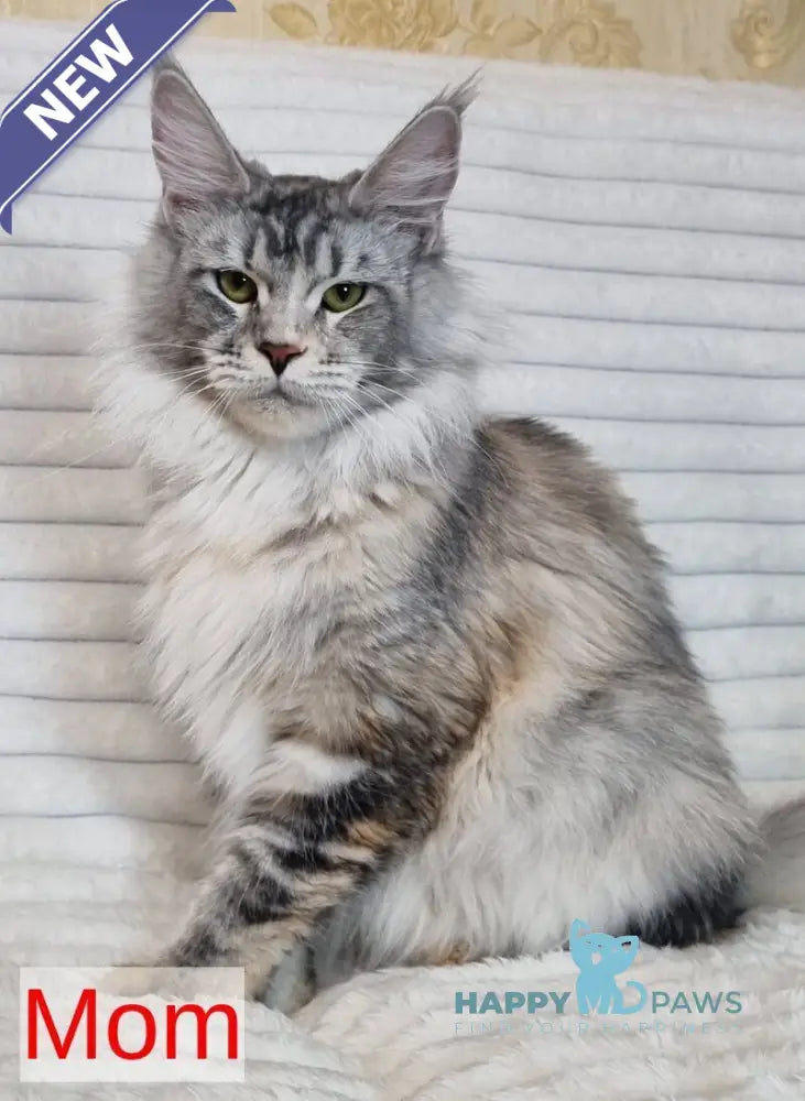 Lena Maine Coon female black silver tabby live animals