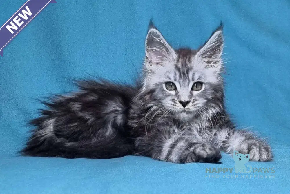 Lena Maine Coon female black silver tabby live animals