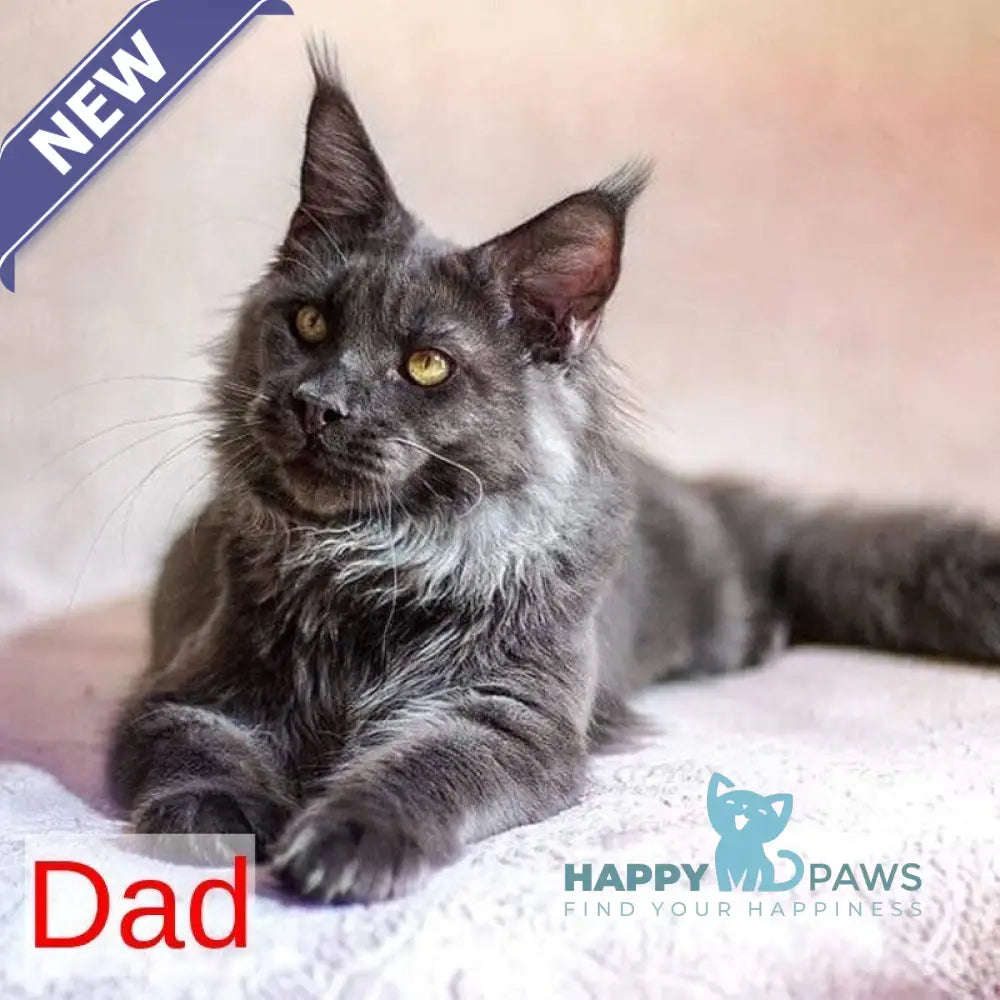 Lena Maine Coon female black silver tabby live animals