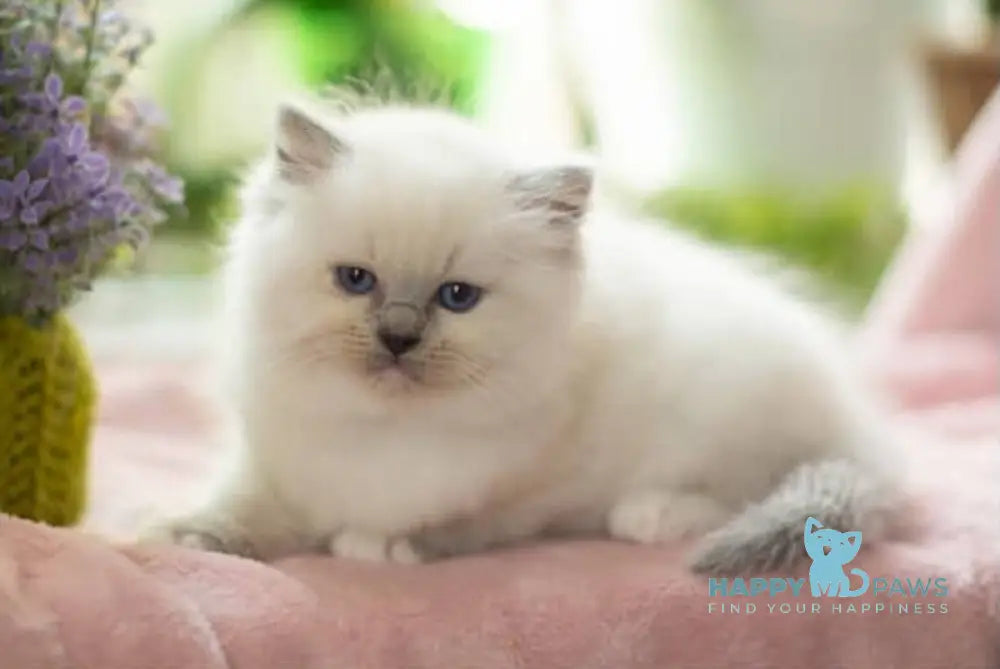 Lenny Ragdoll female blue mitted live animals