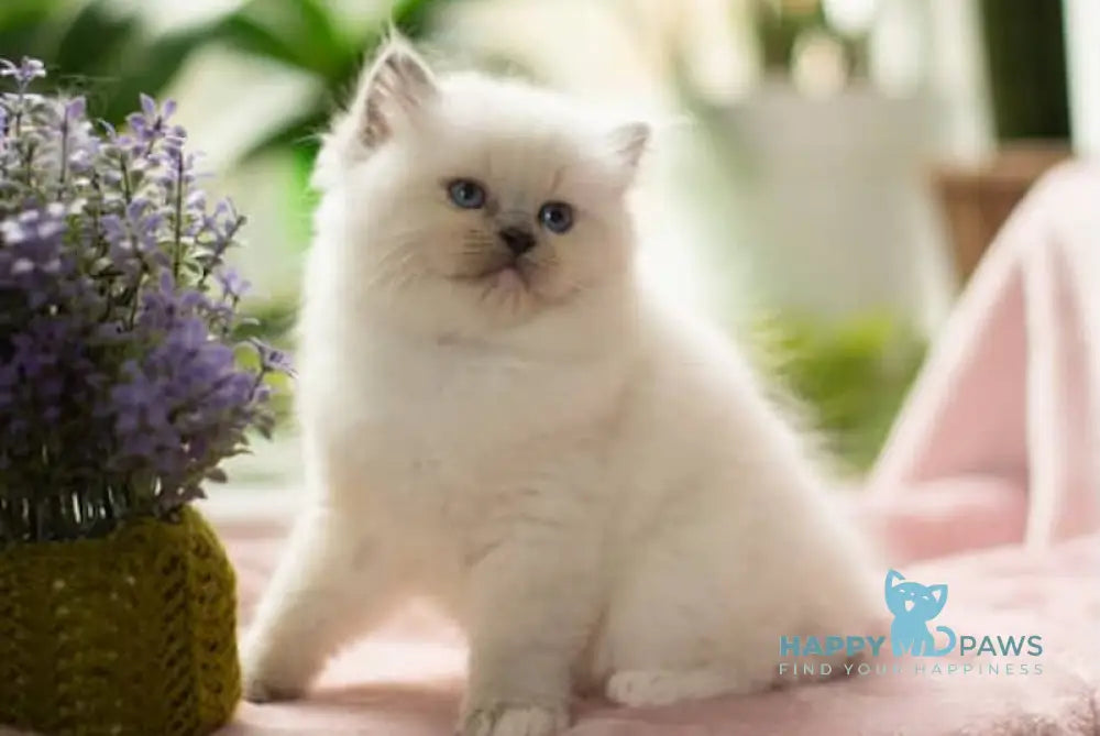 Lenny Ragdoll female blue mitted live animals