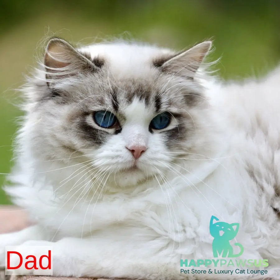 Lenox Ragdoll male blue bicolour tabby - live animals