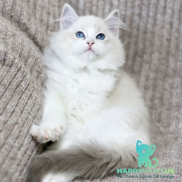 Lenox Ragdoll male blue bicolour tabby - live animals