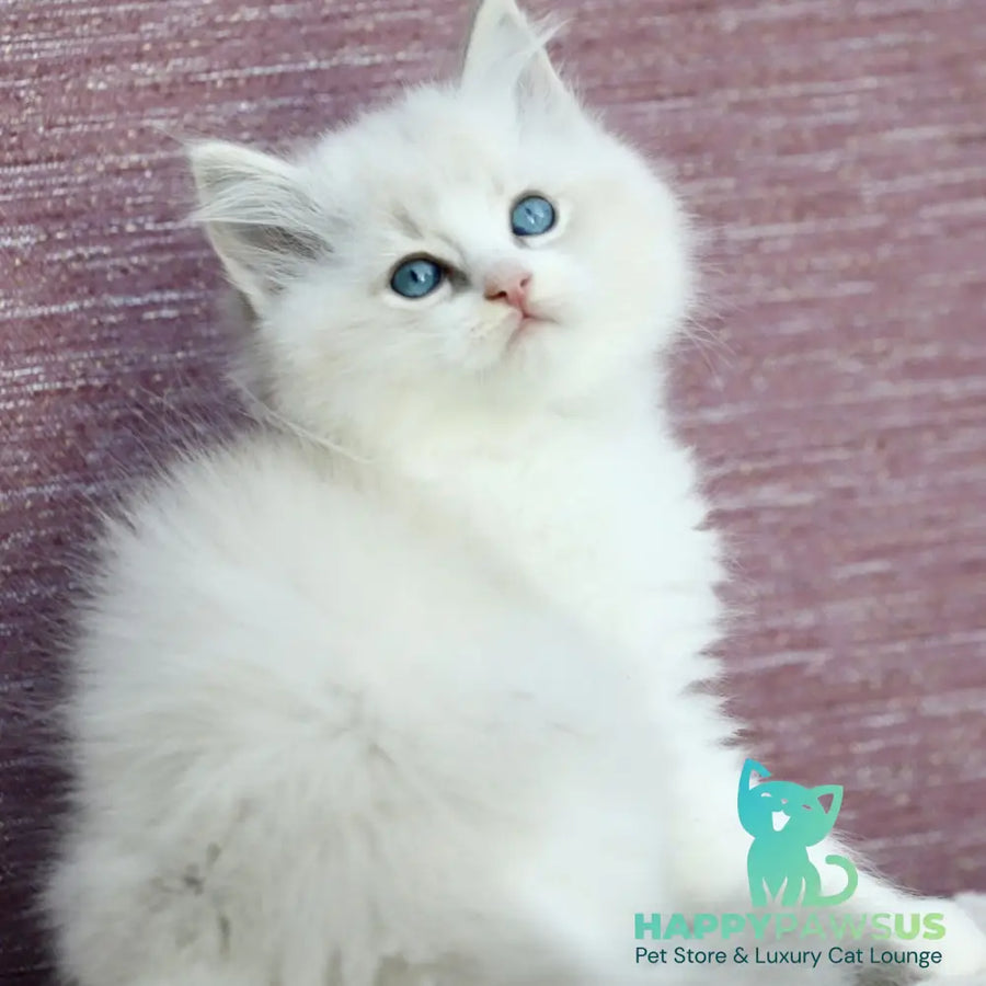 Lenox Ragdoll male blue bicolour tabby - live animals