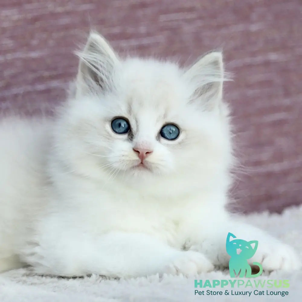 Lenox Ragdoll male blue bicolour tabby - live animals