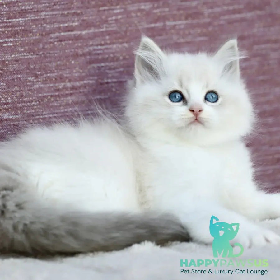 Lenox Ragdoll male blue bicolour tabby - live animals