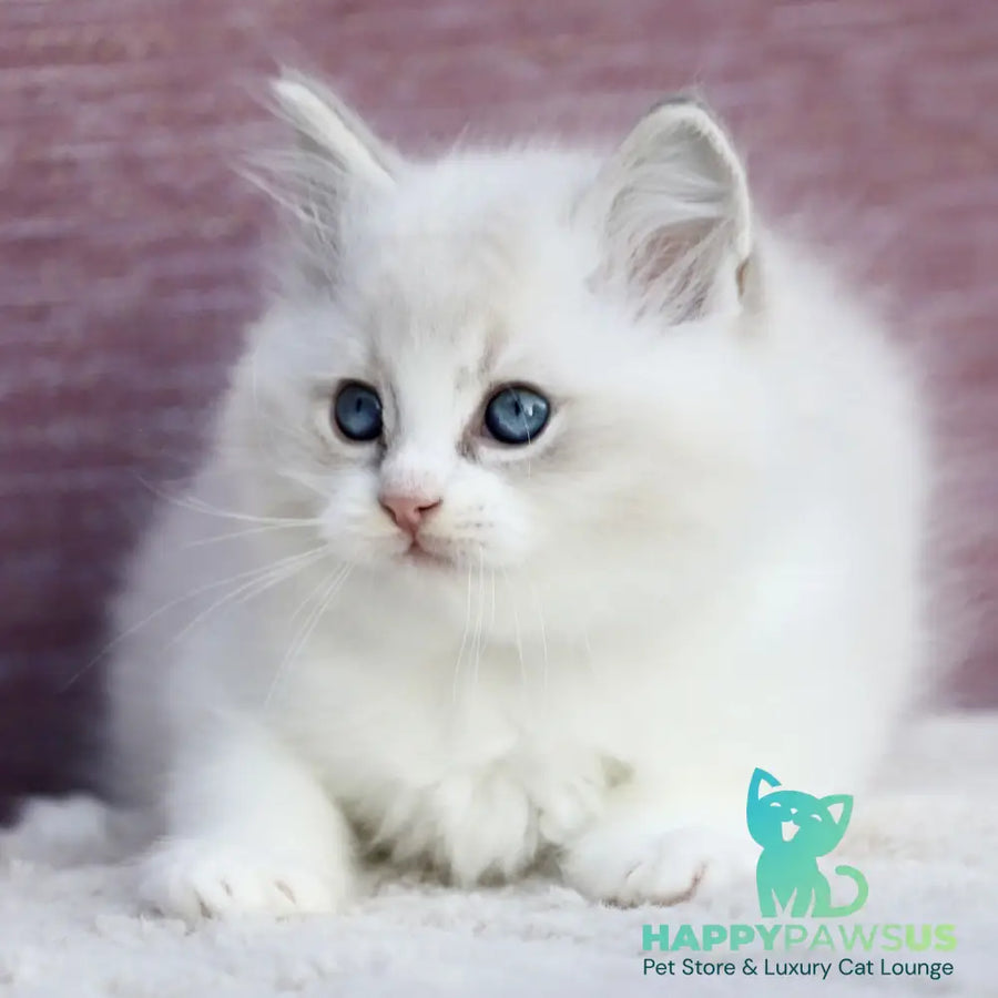 Lenox Ragdoll male blue bicolour tabby - live animals