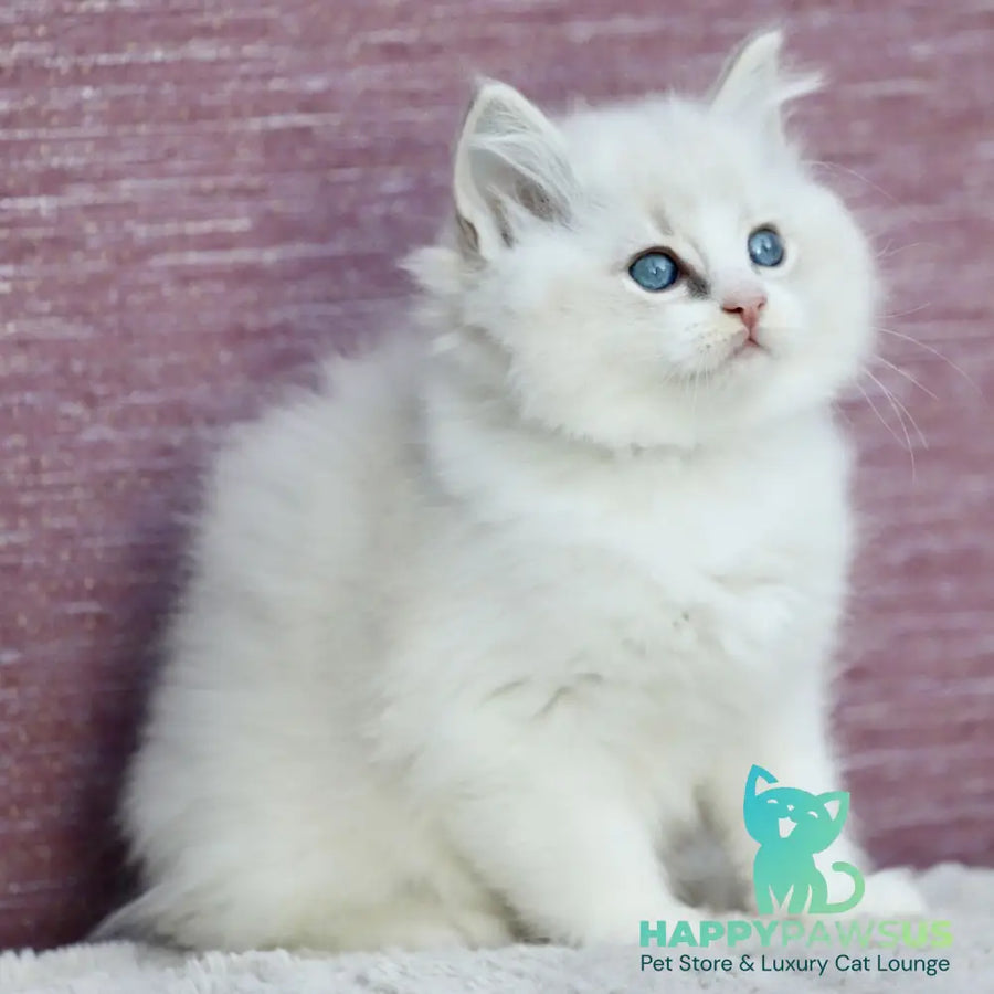 Lenox Ragdoll male blue bicolour tabby - live animals