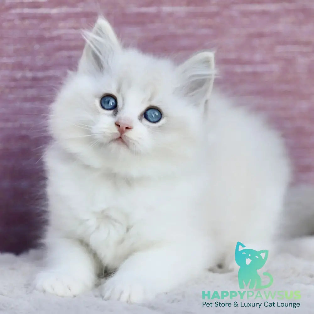 Lenox Ragdoll male blue bicolour tabby - live animals