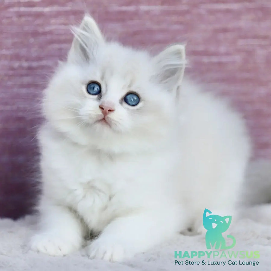 Lenox Ragdoll male blue bicolour tabby - live animals