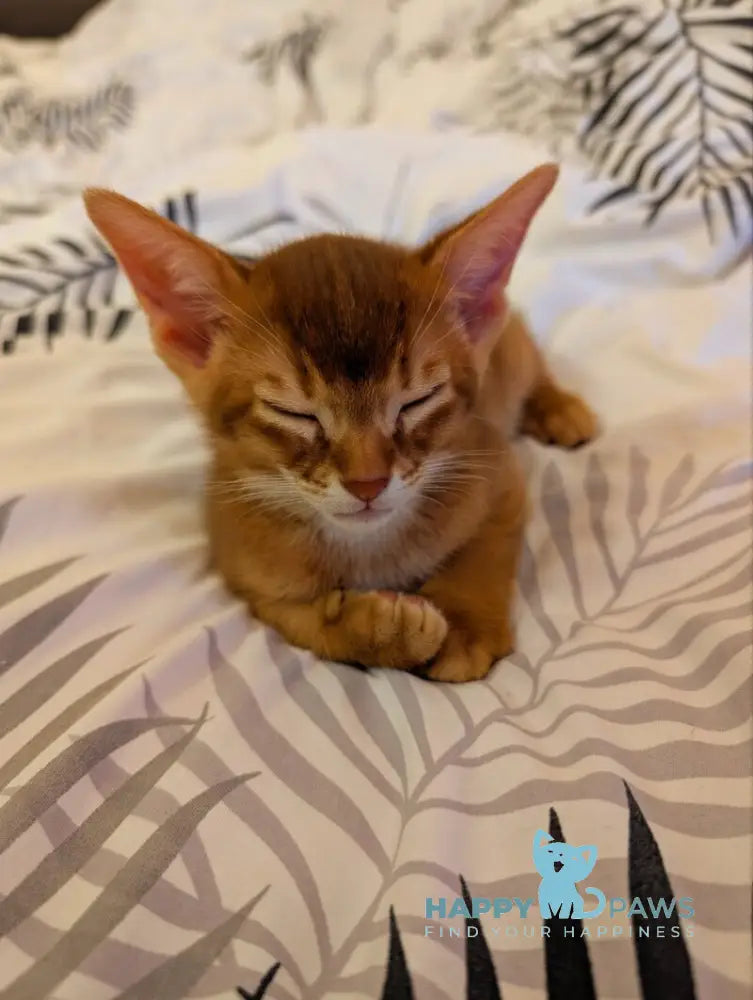 Leo Abyssinian male sorrel live animals