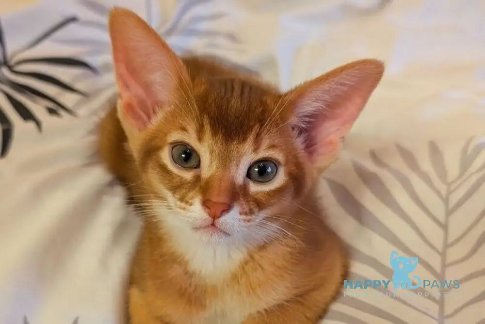 Leo Abyssinian male sorrel live animals